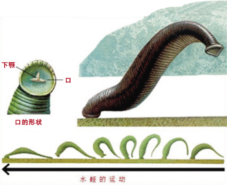 水蛭纠结火爆行情