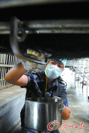 专家称熊胆作为中药材废存之争是中西文化冲突
