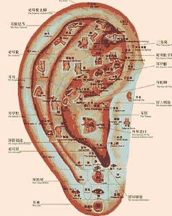 耳朵预知寿命长短？