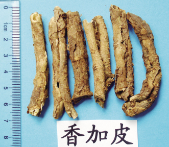 五加皮浓香 地骨皮味淡