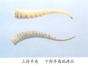 羚羊角（Linsvansjiao）Cornu Saigae Tataricae