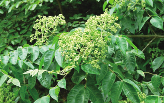 吴茱萸的由来