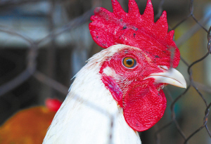 禽流感H5N2疫情对人类有何危害