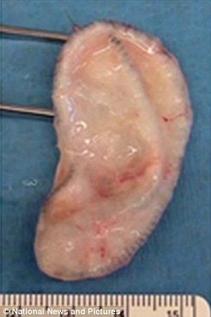 美科学家利用绵羊细胞与3D打印机培育仿生耳