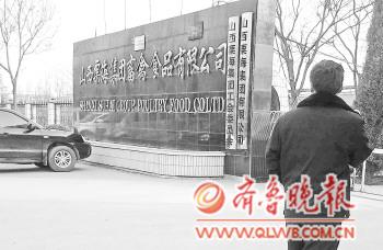 速生鸡事件重创养殖业：鸡苗一毛钱一只都没人要