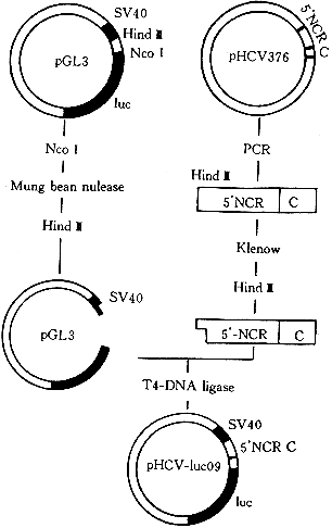 HCV 5NCR片段调控荧光素酶表达质粒的构建及其在HepG2细胞中的表达