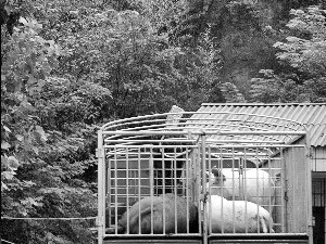 生猪惨遭商贩野蛮灌水 定点屠宰场照单全收