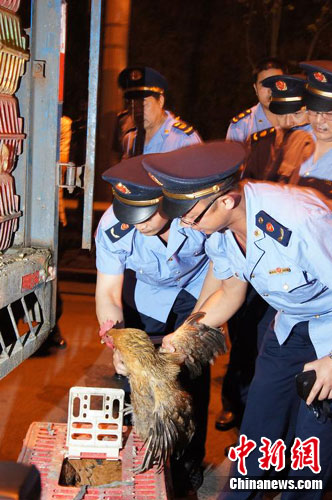 商贩给鸡灌重晶石粉增重 重庆查获千只被灌活鸡
