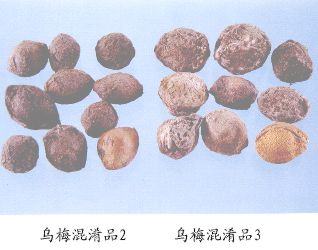乌梅混淆品（2）--杏（Xing）