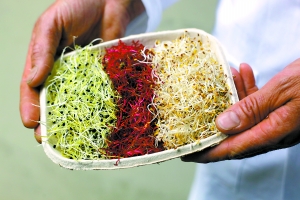 豆芽菜 疫情源头确定