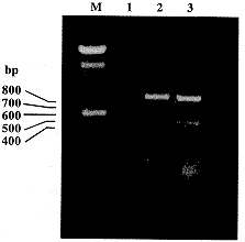 转基因小鼠肝癌细胞株的建立及生物学特性研究①