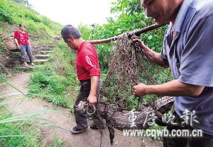 1.7米长鳄鱼逃出养殖场现身山沟