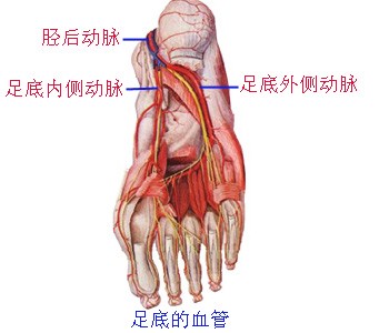 足底的血管