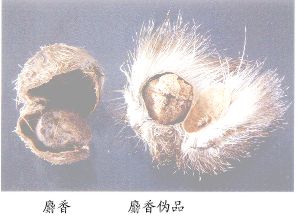 麝香伪品--假麝香（Jiashexiang）