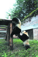 调查显示秦岭大熊猫种群或将有所增加
