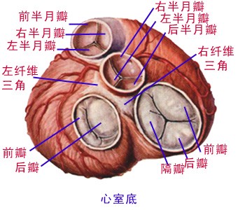 心室底