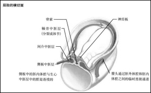 对任督二脉·真气·小周天的认识