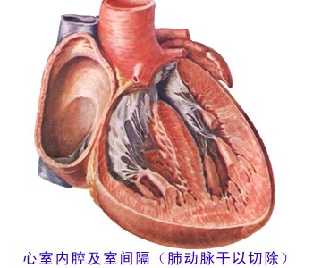 心室内腔、室间隔