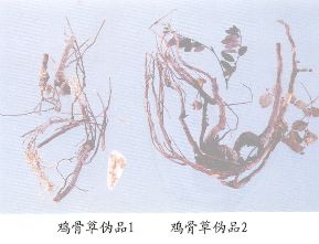 鸡骨草伪品（1）--假鸡骨草（Jiajigucao）