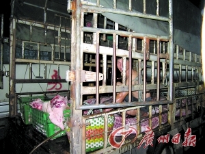 屠宰户当街给母猪肉注水
