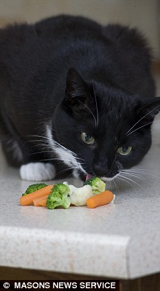 英国小猫拒吃肉食只吃蔬菜水果