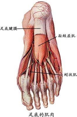 足底肌肉