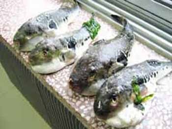 世界上9种最毒食物：“水中珍品”三文鱼上榜