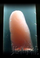 日本科学家用白鼠皮肤细胞制出仿真人类手指