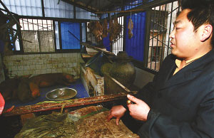 屠户在自家阳台上养猪 邻居需喷香水除臭
