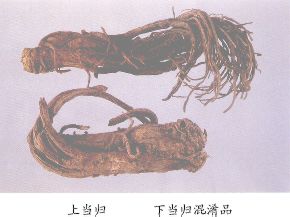 当归混淆品--欧当归（Oudanggui）
