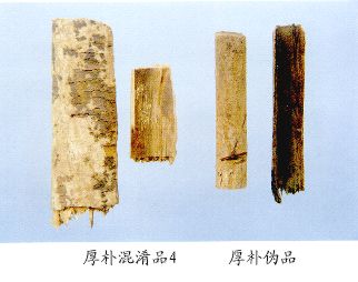 厚朴伪品--黄杞（Huangqi）