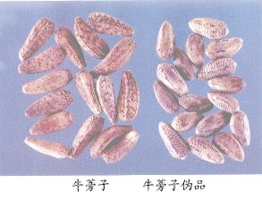 牛蒡子伪品--大翅蓟（Daqiji）