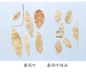 番泻叶（Fanxieye）Folium Sennae