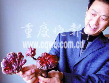 村民家碗口粗梨树长出灵芝被误为蘑菇