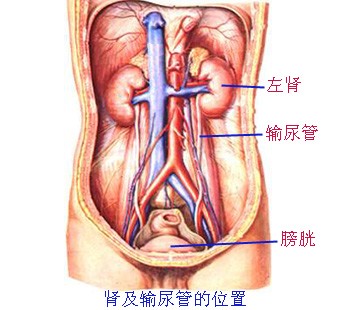 肾输尿管位置（前面观）
