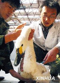 农业部：辽宁省黑山县发生高致病性禽流感疫情