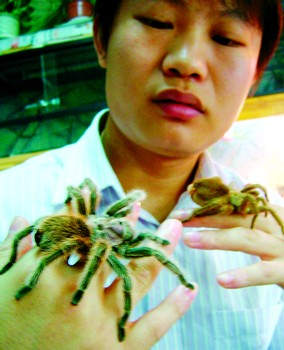 年轻小伙5年养11个品种宠物蜘蛛