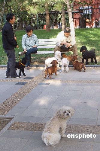 狂犬病成高死亡传染病种 文明养狗拷问公民责任