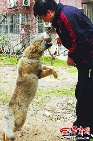 居民捡回狼误当宠物狗养