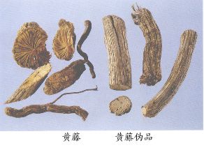 黄藤（Huangteng）Caulis Fibraureae Recisae