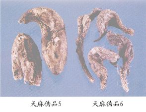 天麻伪品（5）--羽裂蟹甲草（Yuliexiejiacao）