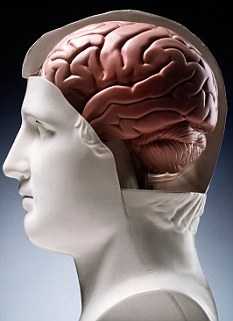 新研究发现人类智商进化已到极限