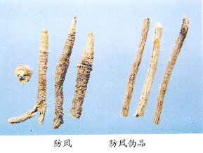 防风伪品--沙茴香（Shahuixiang）