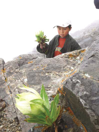 野生药材或临灭顶之灾
