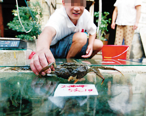 摊贩低价销售有猫腻 濒死马路蟹吃不得