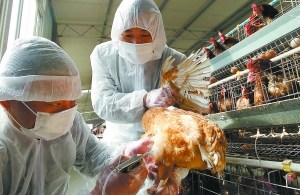H7N9确诊38例10人死亡 目前病例处于散发状态