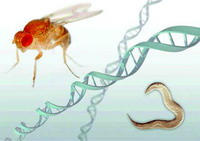 模式生物研究关乎人类健康