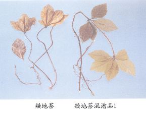 矮地茶（Aidicha）Herba Ardlslae Japonicae