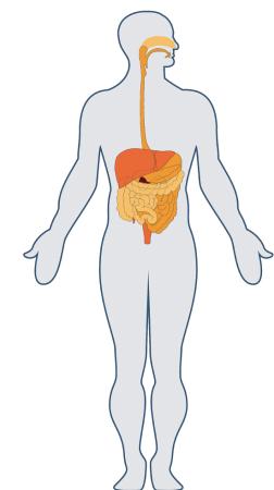 规律排便是健康指标 食物如何转化成为便便？