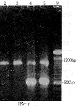 逆转录病毒载体介导的IL-4基因修饰对HL-60细胞增殖及T细胞功能的影响